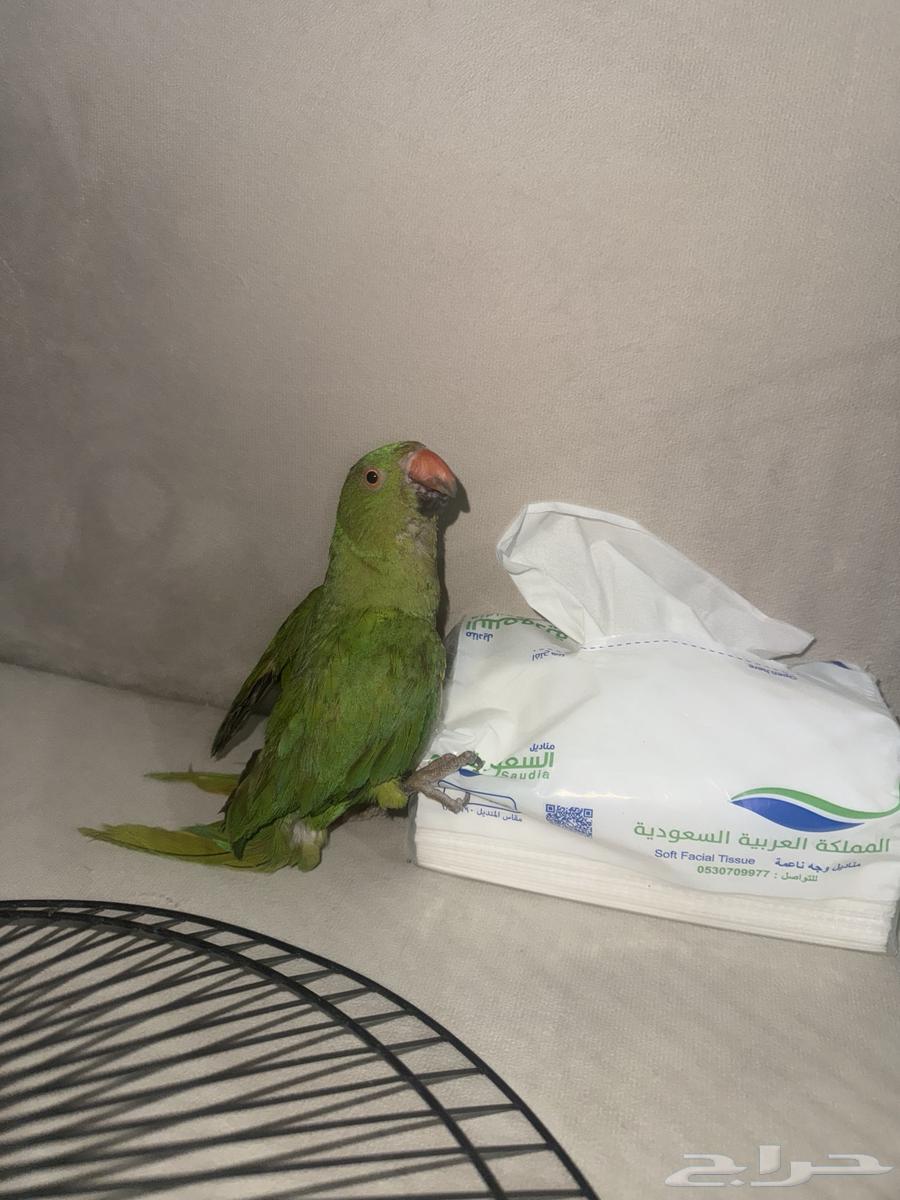 للبيع ببغاء دره هندي64380833360643110