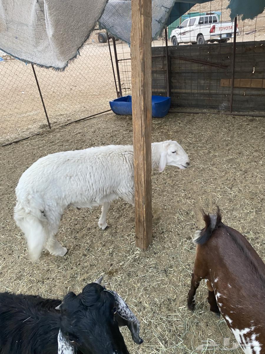 خرفان للبيع64380929932418112