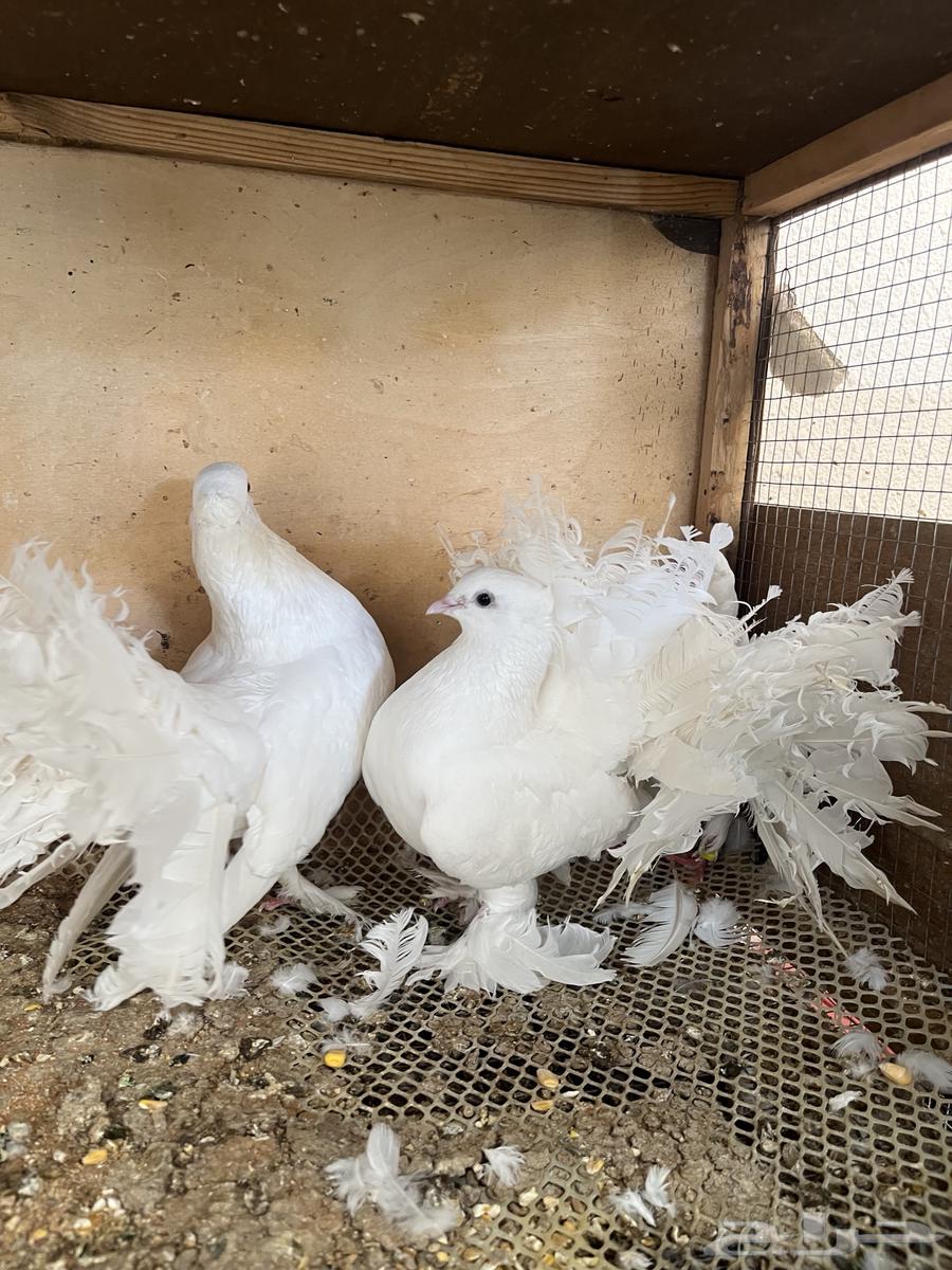 للبيع حمام رقاصي هندي الموقع محافظة الغاط64384410085762112