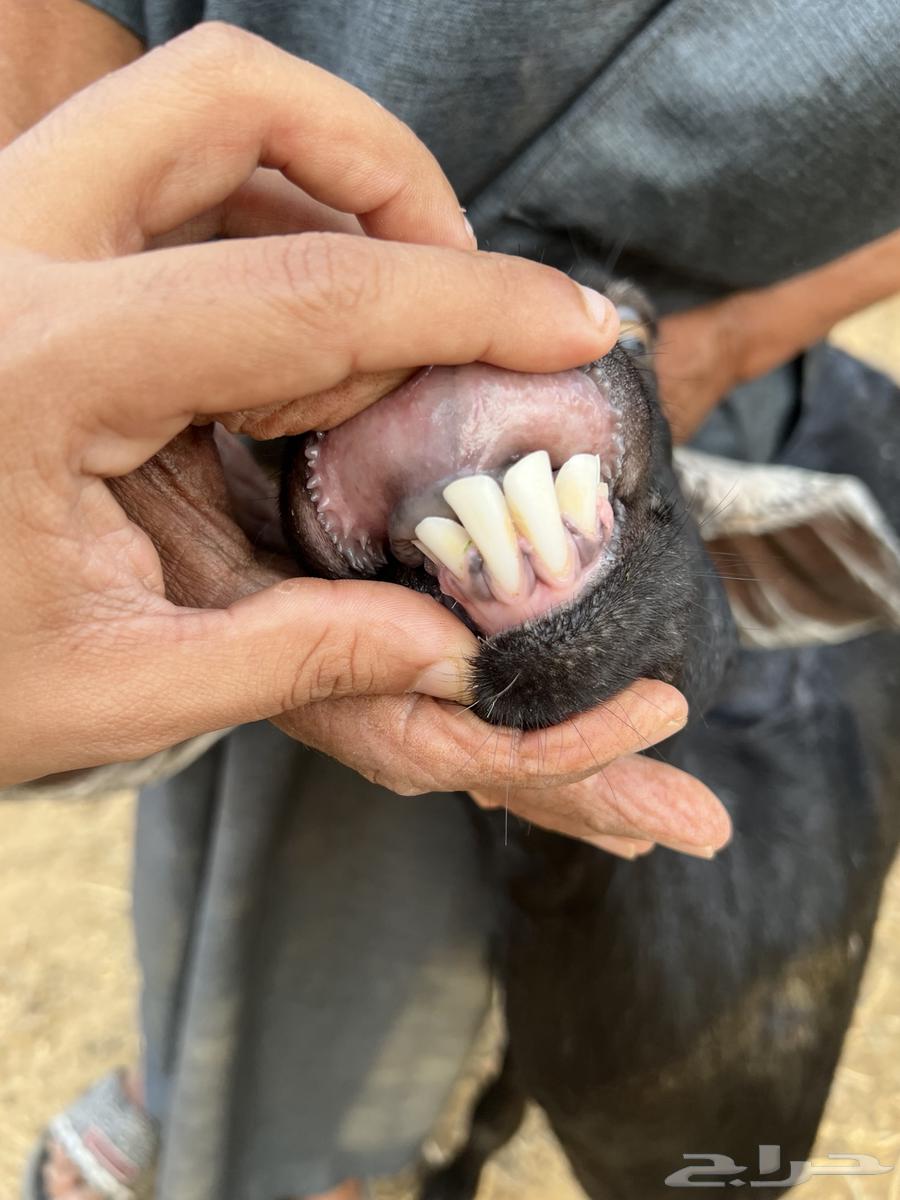 A goat with a pit underneath64374319647746114