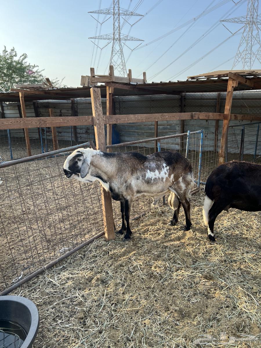 نعجةمعها طلي والثانية على وشك ولادة وفحل دورماني64390678929665113