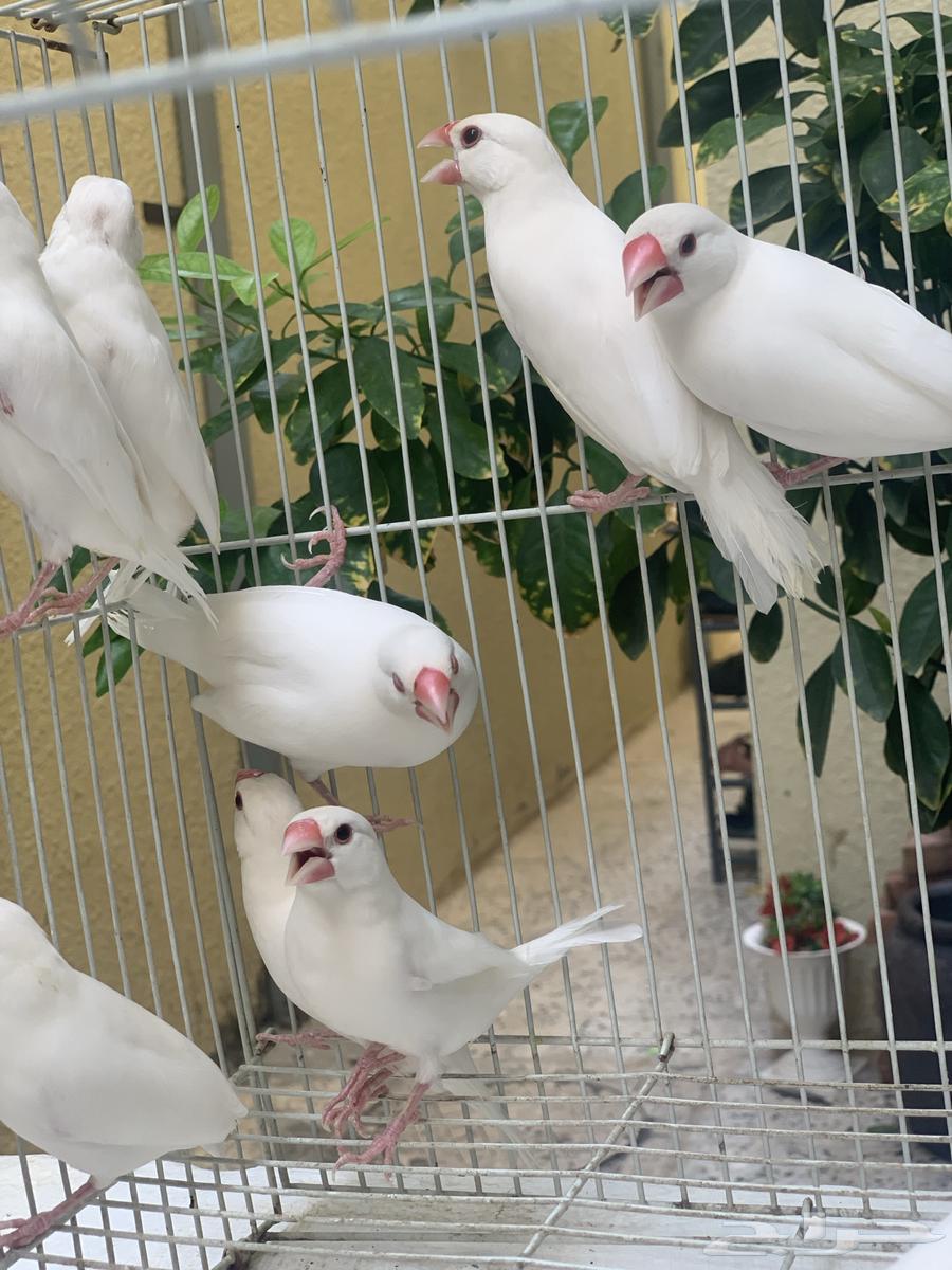 Java Finch White64383994984707114