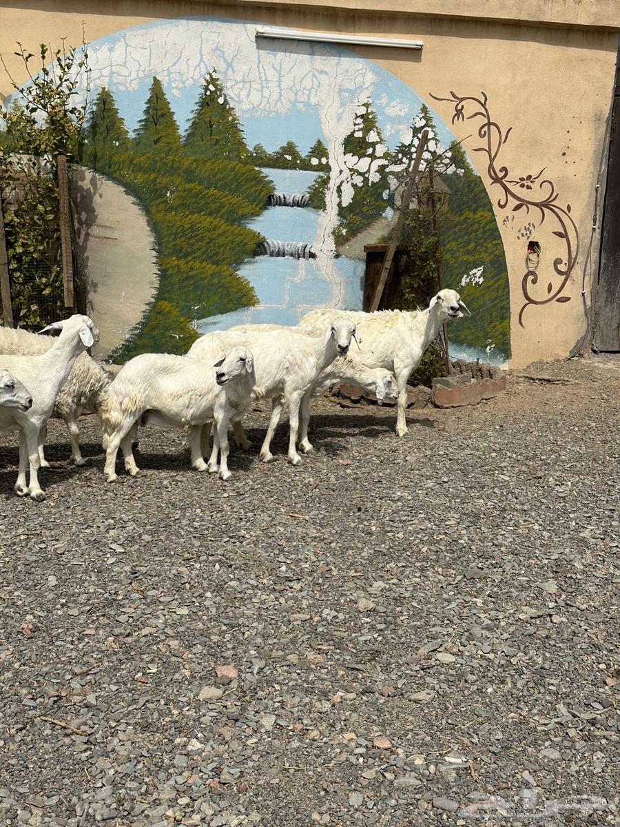 ضأن حريات دفيع وضريع باين64381410952707113