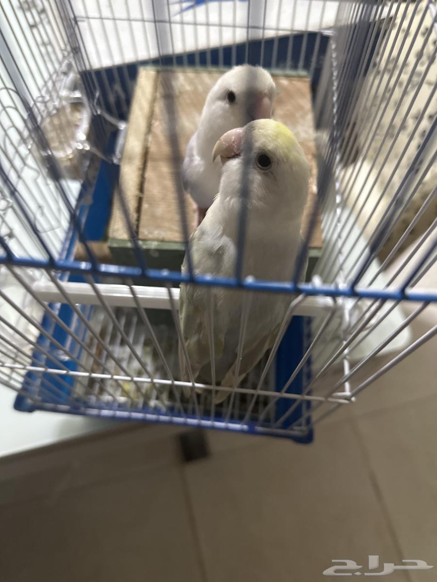 زوج روز منتج للبيع64384965984131113