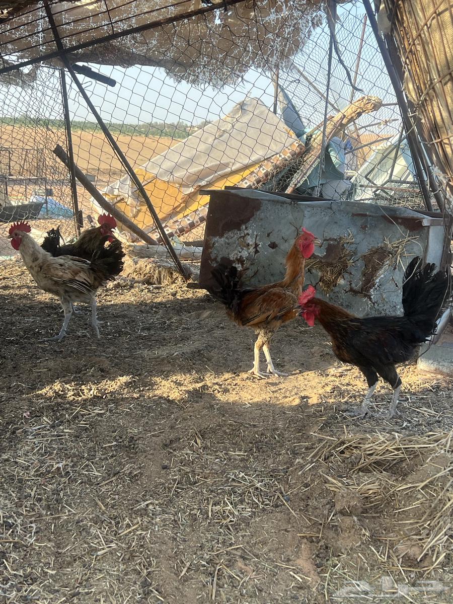 ديكة للبيع64389447178627113