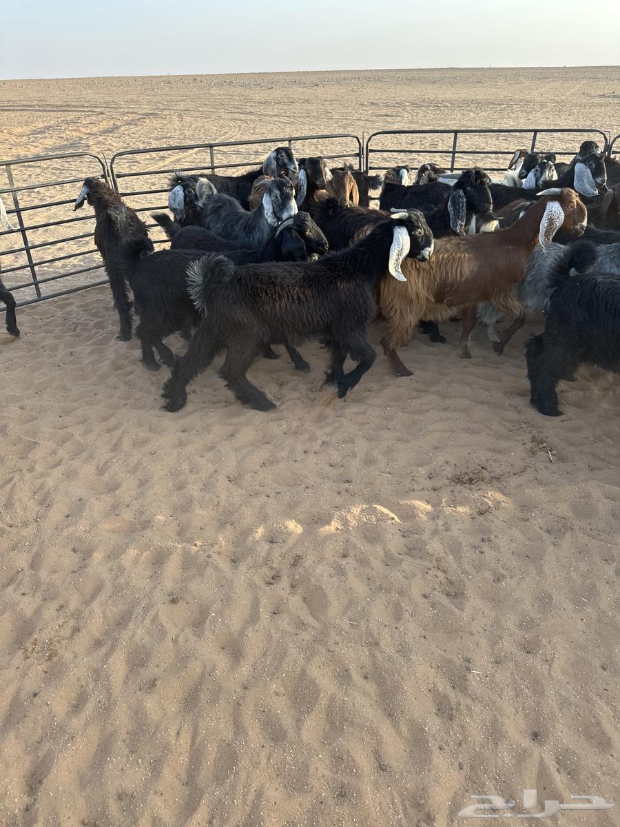 للبيع تيوس64387452991235113