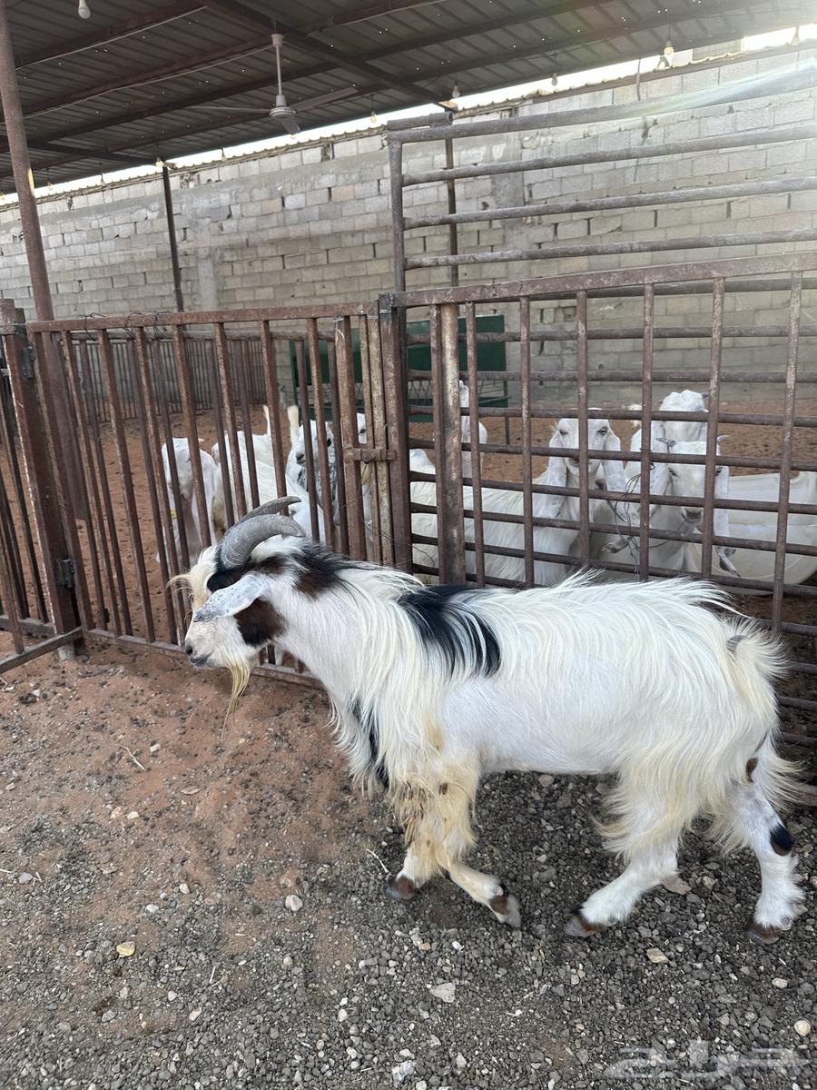 Dwarf Goats Thneian64386473192450111