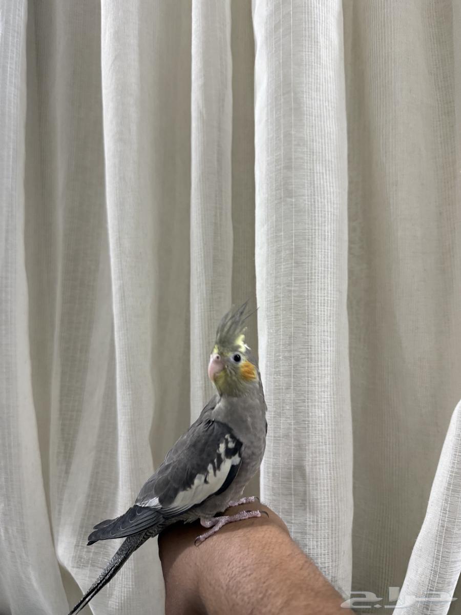 كروان للبيع64383455483521113