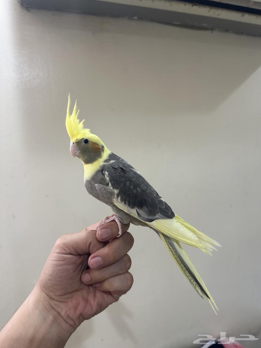 فرخ كروان اليف64391147164930110