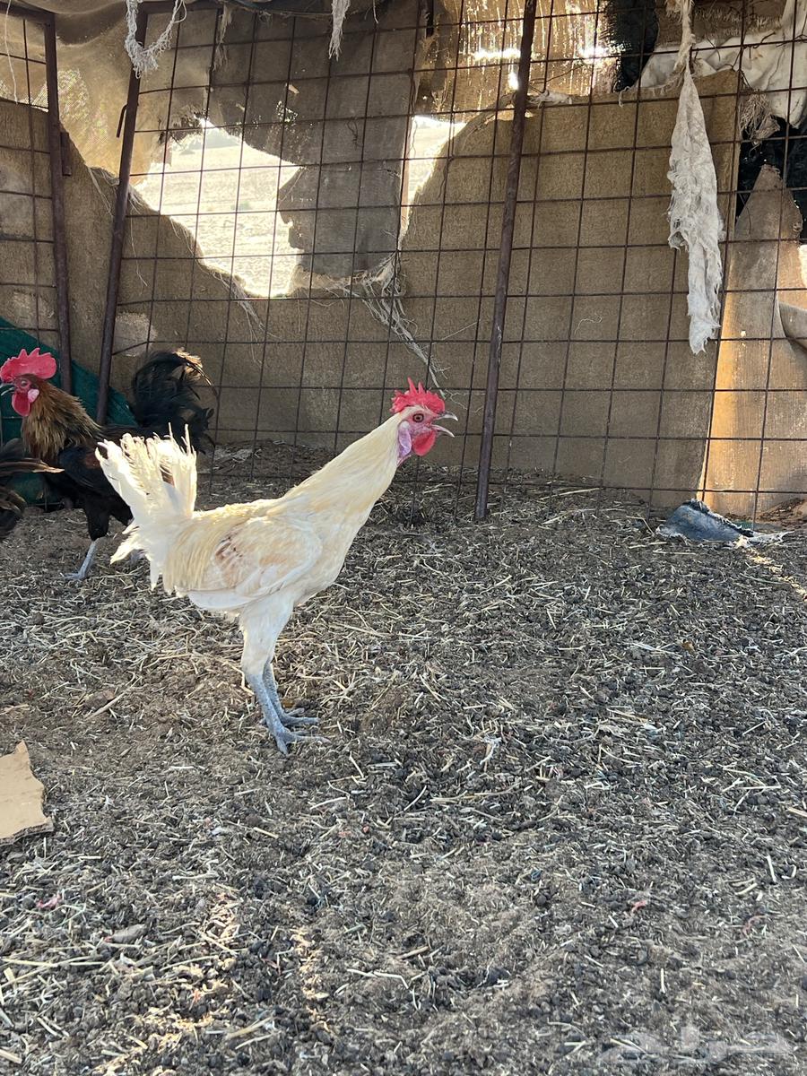 ديكة للبيع64389447178627112