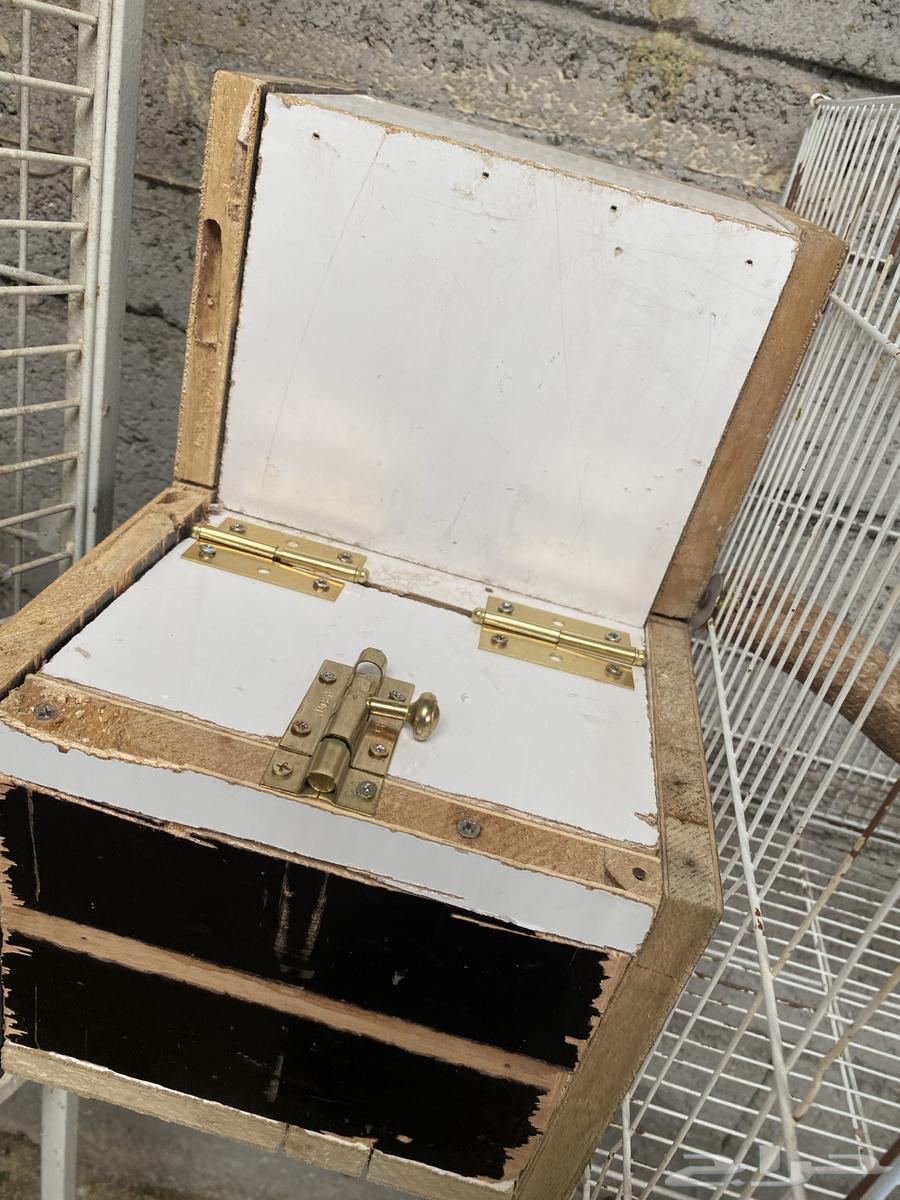 زوج ببغاء اللوري للبيع64381026560898111