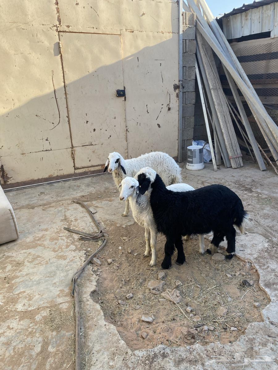 رخال حري مع هجين64380075508226112