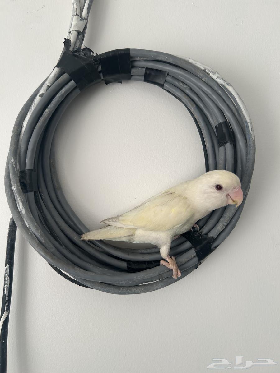 روز البينو64386599099522110