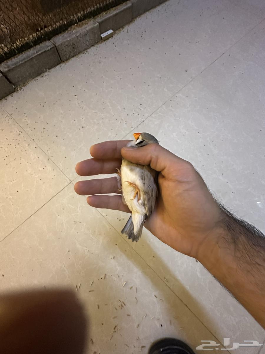 8 أزواج زيبرا. ( تم البيع )64391405168898113