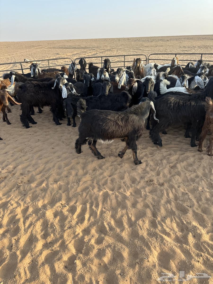 للبيع تيوس64387452991235112