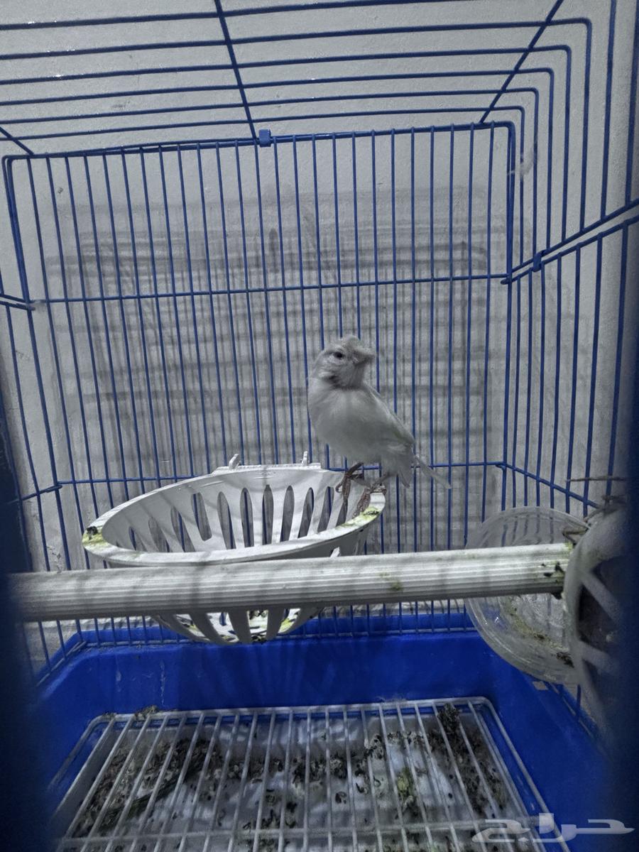 انثى كناري جاهزه64382597018627113