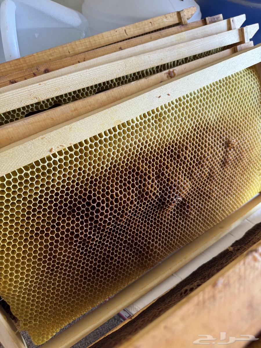 براويز نحل ممطوط64383898895619110