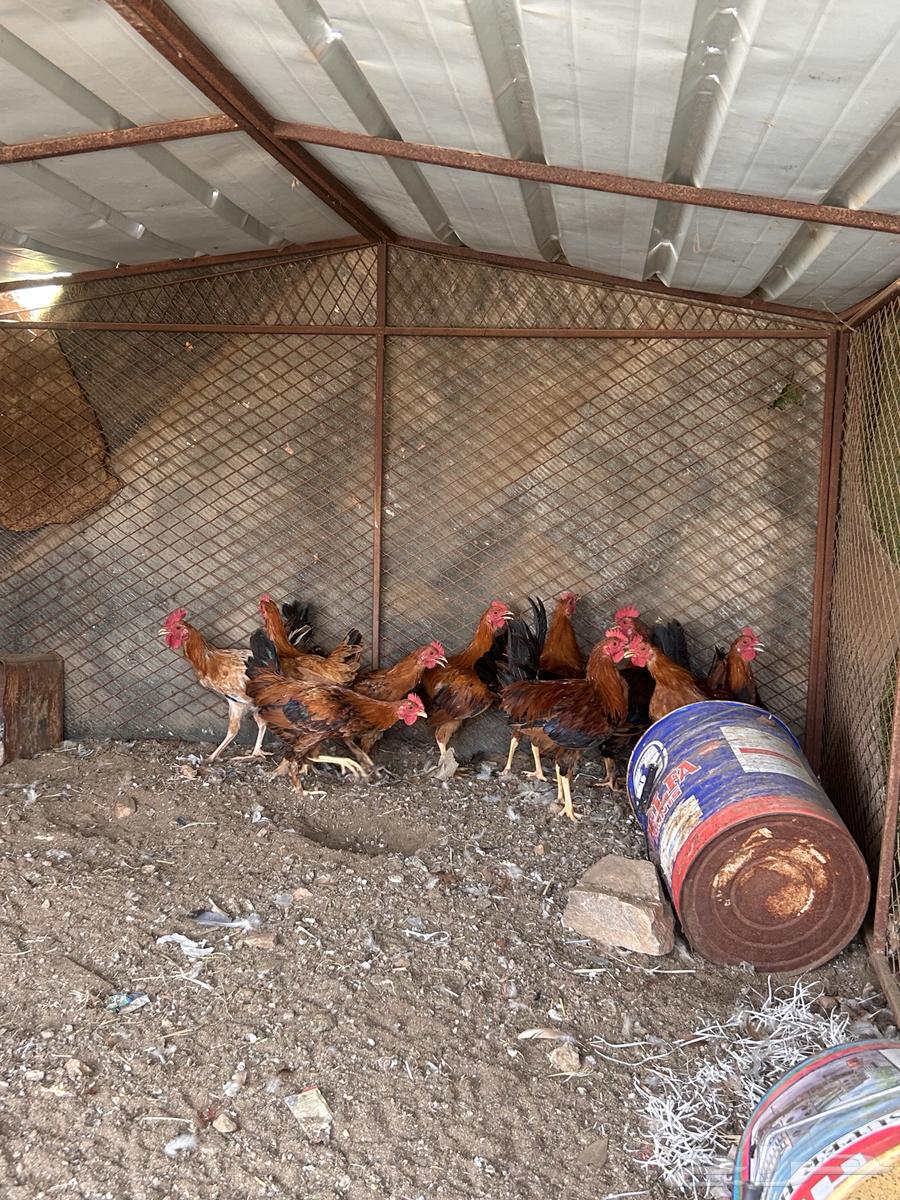 دجاج بلدي64382059318787111