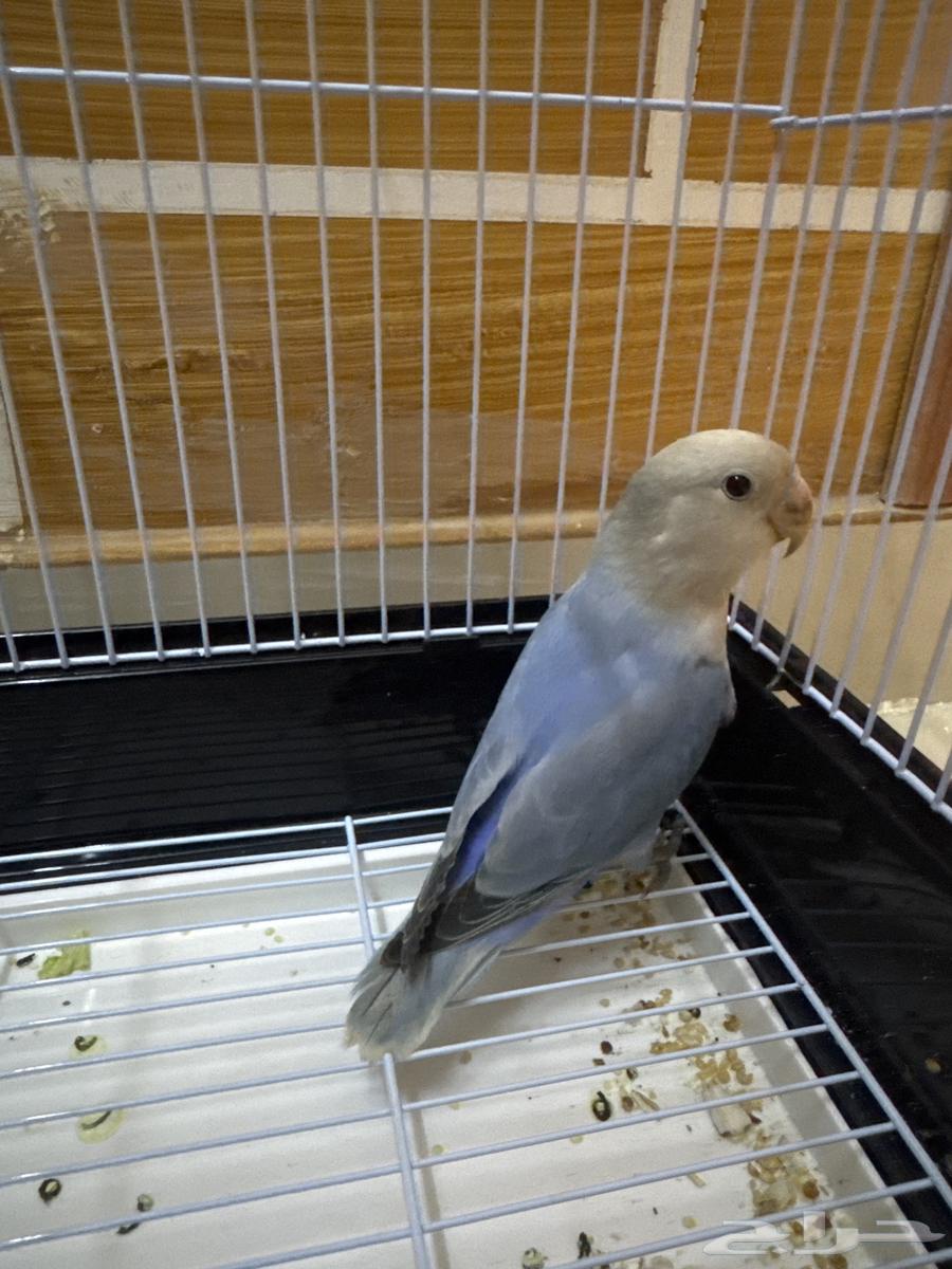 روز اليف64381301505795112