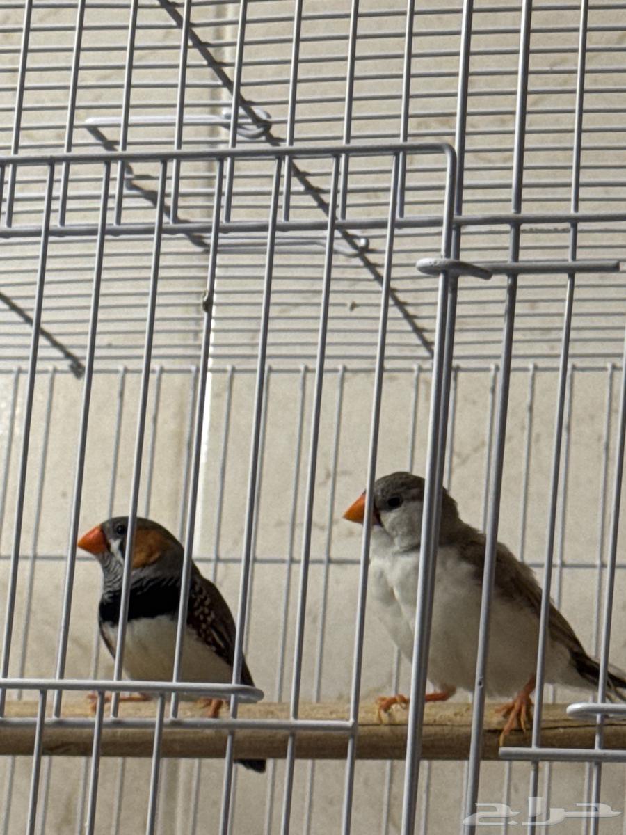 Productive Zebra Pair64388839560193110