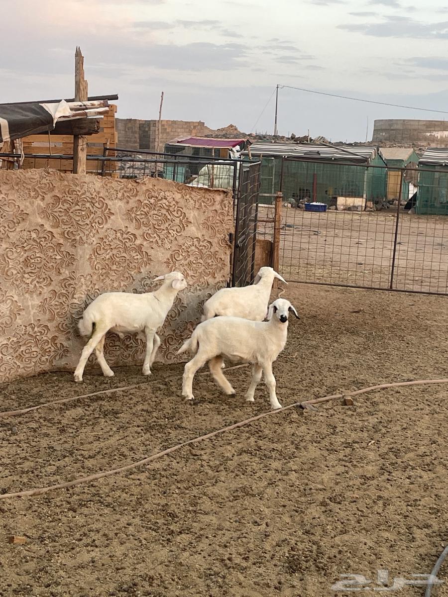 Sheep64387912442499112