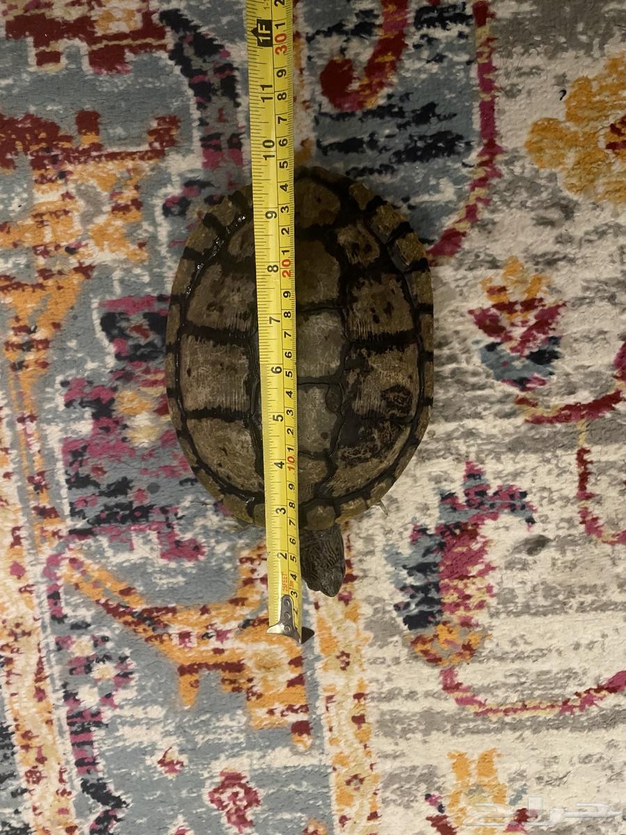 سلاحف برمائيه احجام كبيره64387494955779110