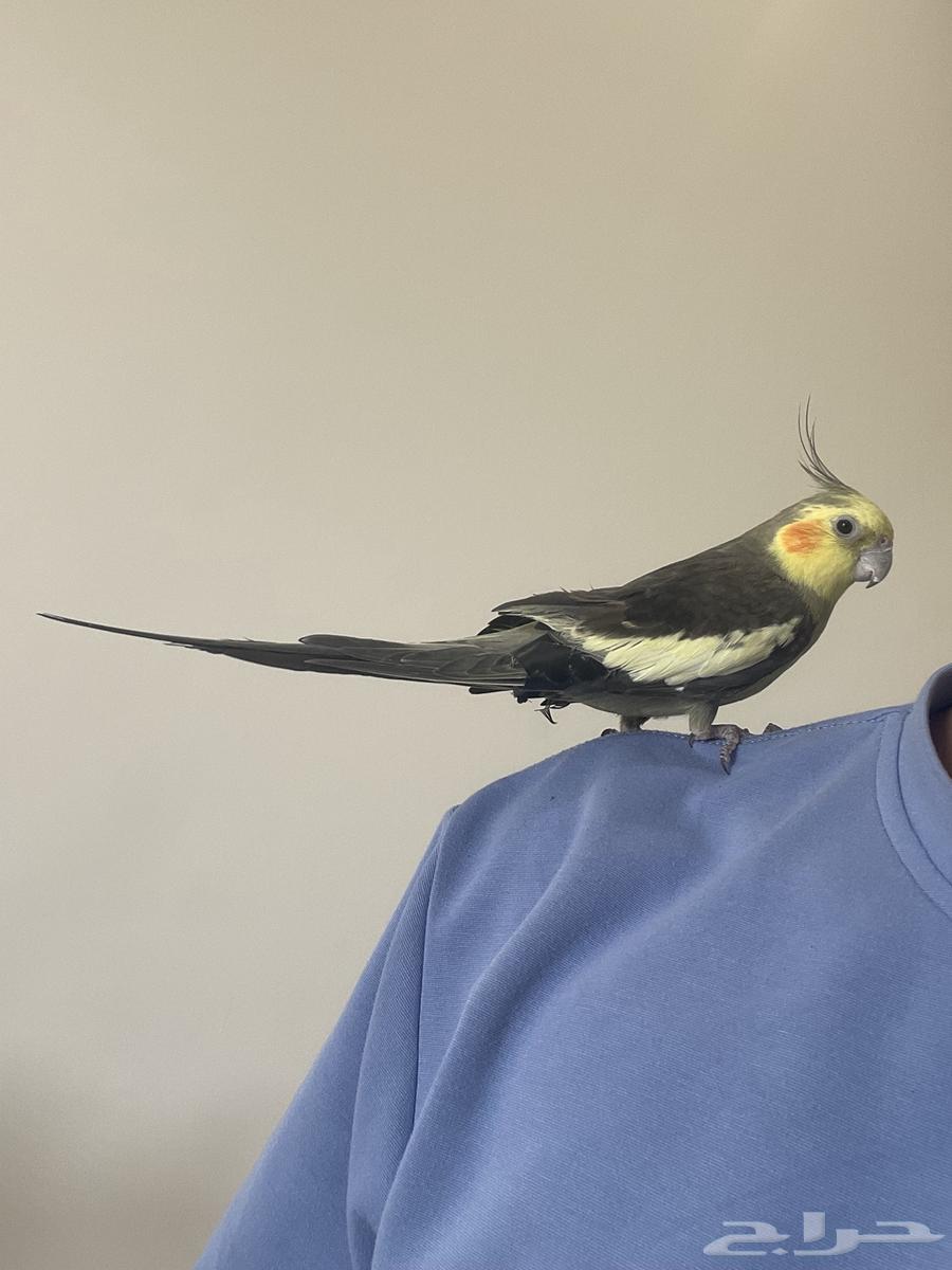 كروان كوكتيل ذكر اليف64381878494595111