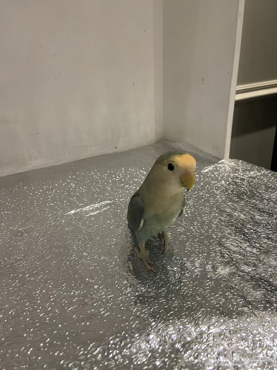 طير روز64386877846018110