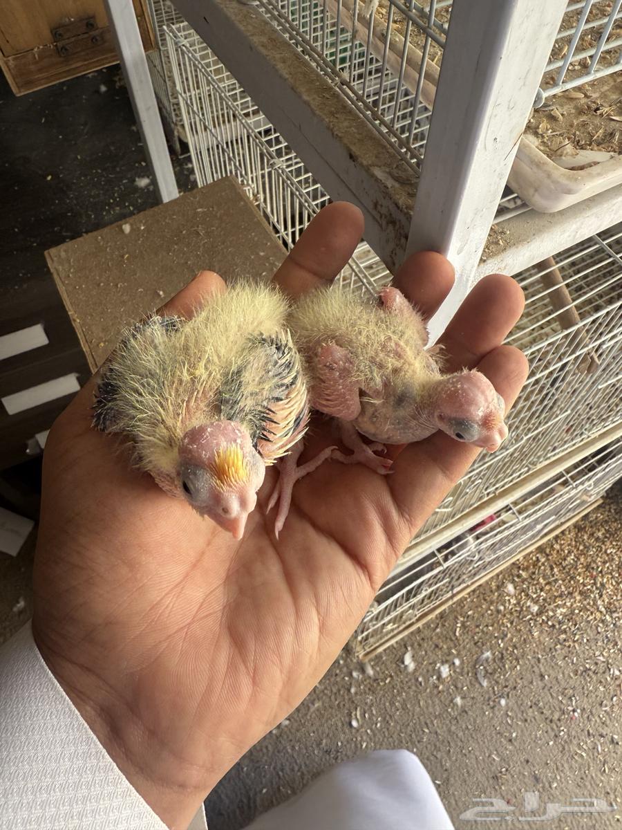 فروخ كروان تقبل الغر64383094821634111