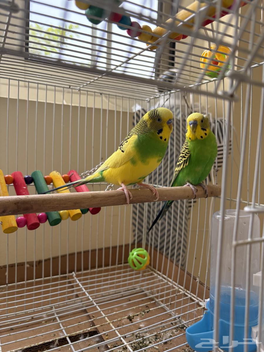 2 بادجي للبيع64381934542083112