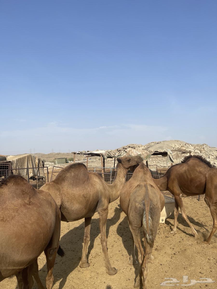 ابل للبيع64386961868674110