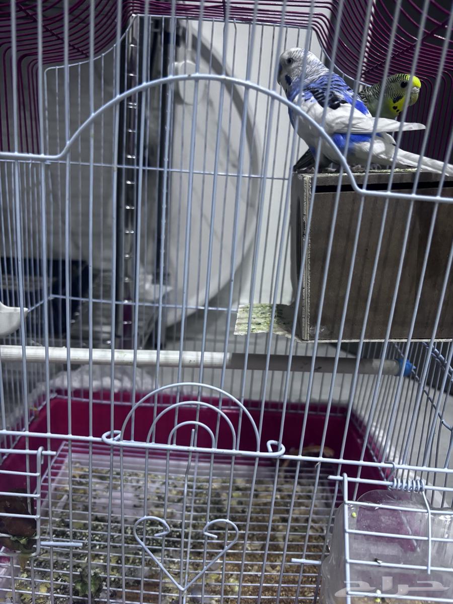 جوز طيور الحب بادجي64382349058691112