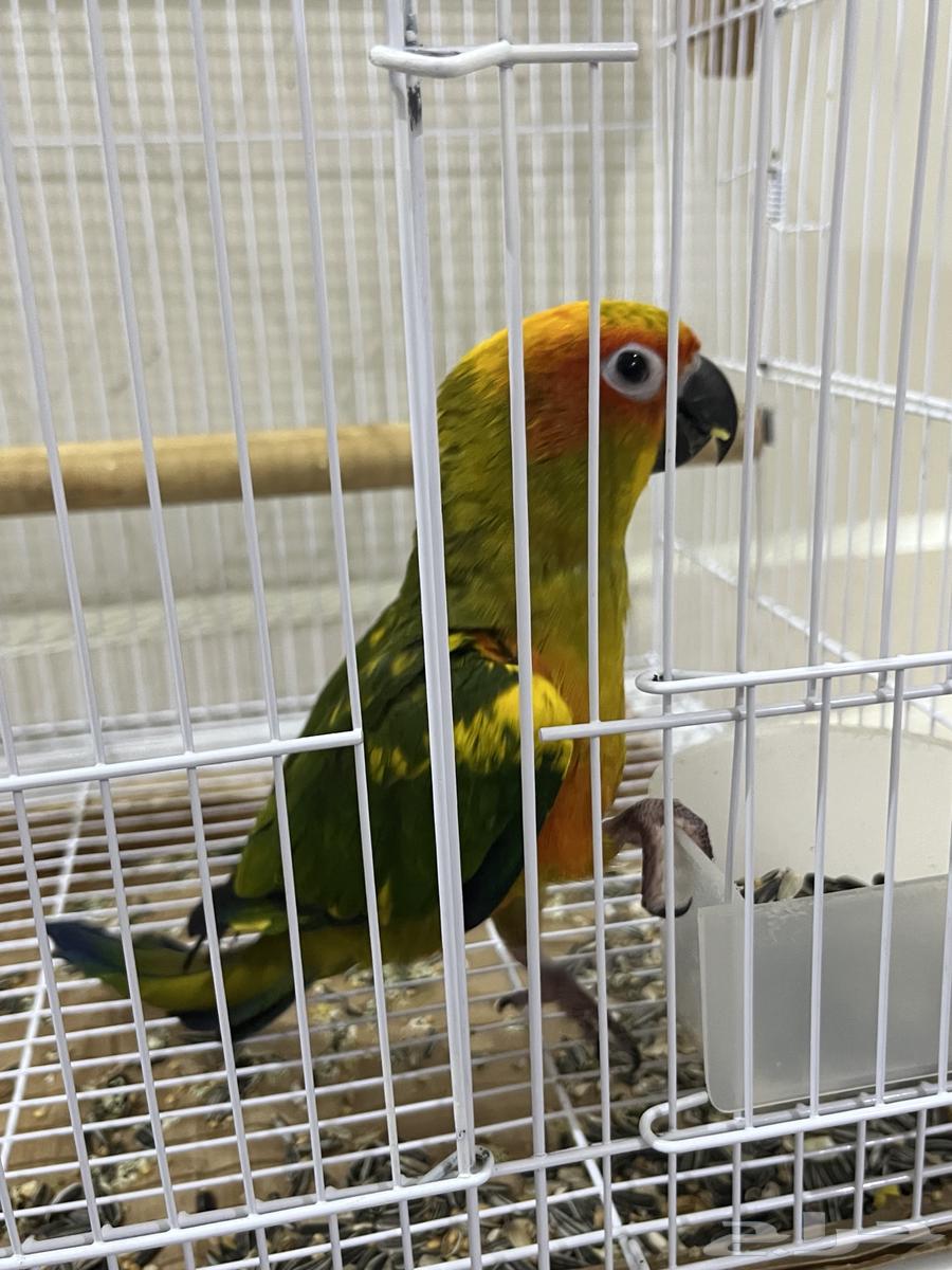 Sun Conure64385258216323113