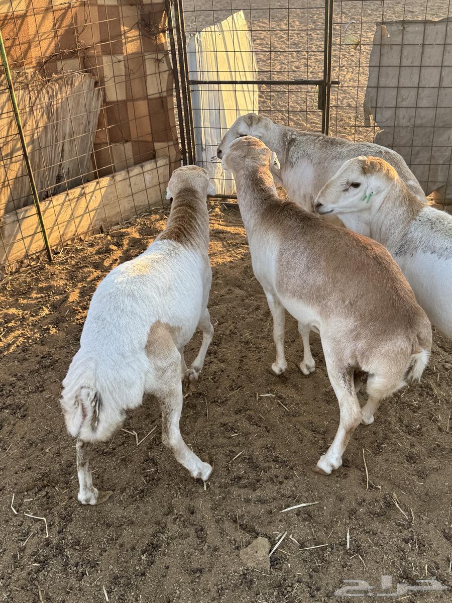 Sheep for sale64380042140545114