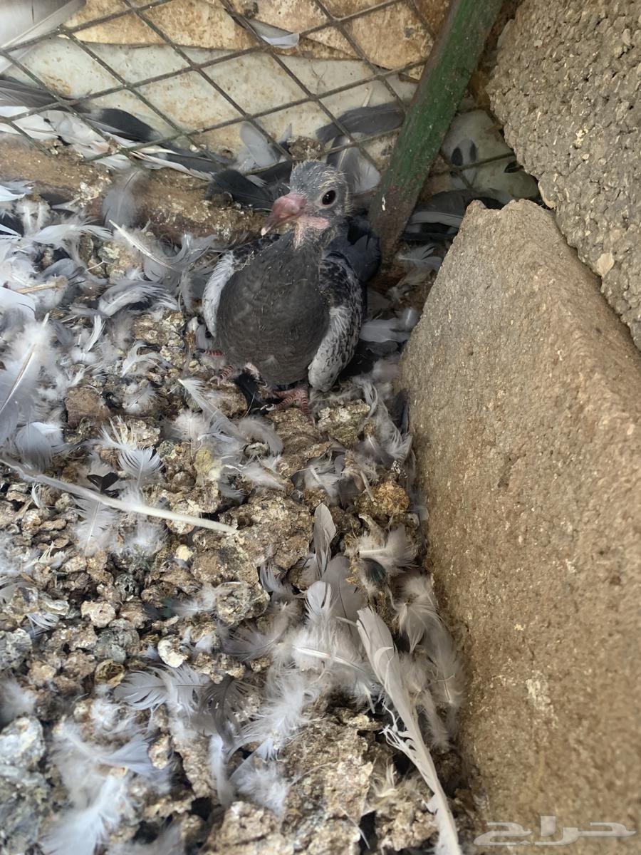 حمام زاجل سباق64390981587074114