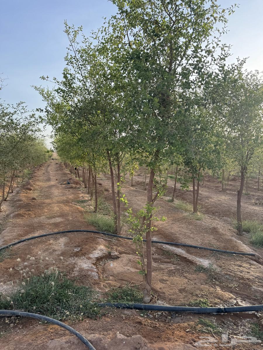 For sale 4000 sidr trees with thickness of one and a half inch or more64379224995586110