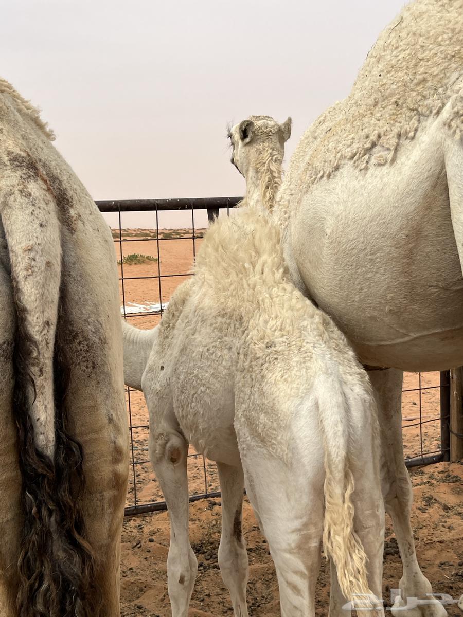 حشو حليب للبيع64388894685314110