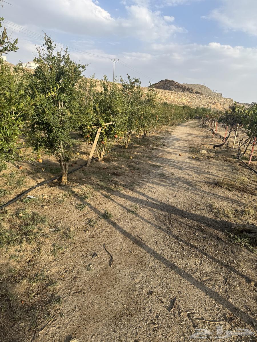 رمان الماوين طائفي للبيع64388162696706113