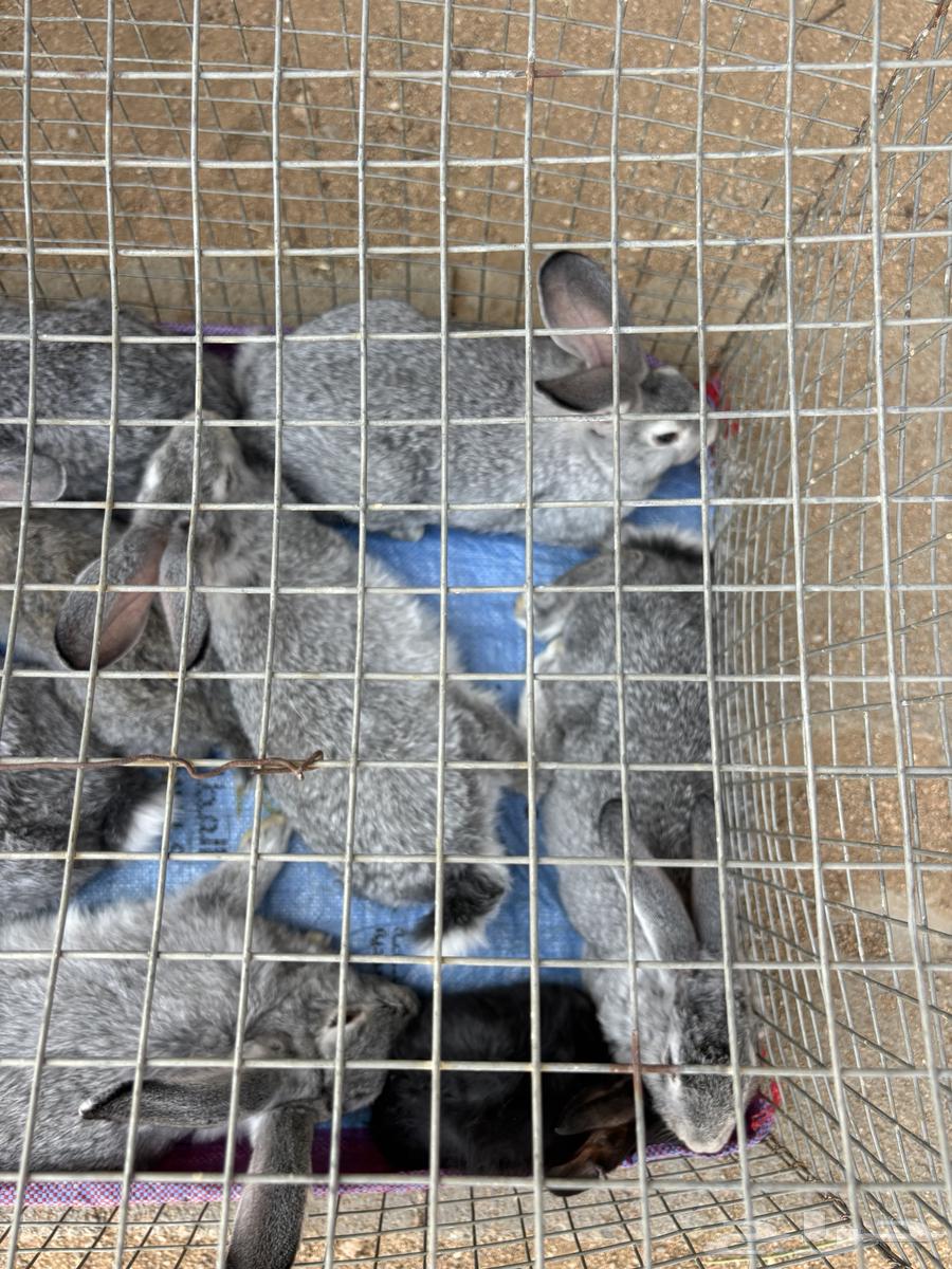 ارنب شنشلا64381370275073111