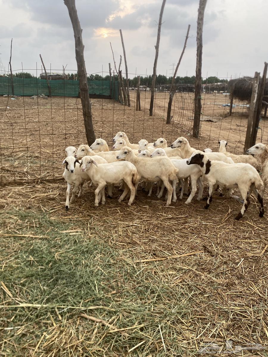 رخال بلدي فاخر64388078995202110