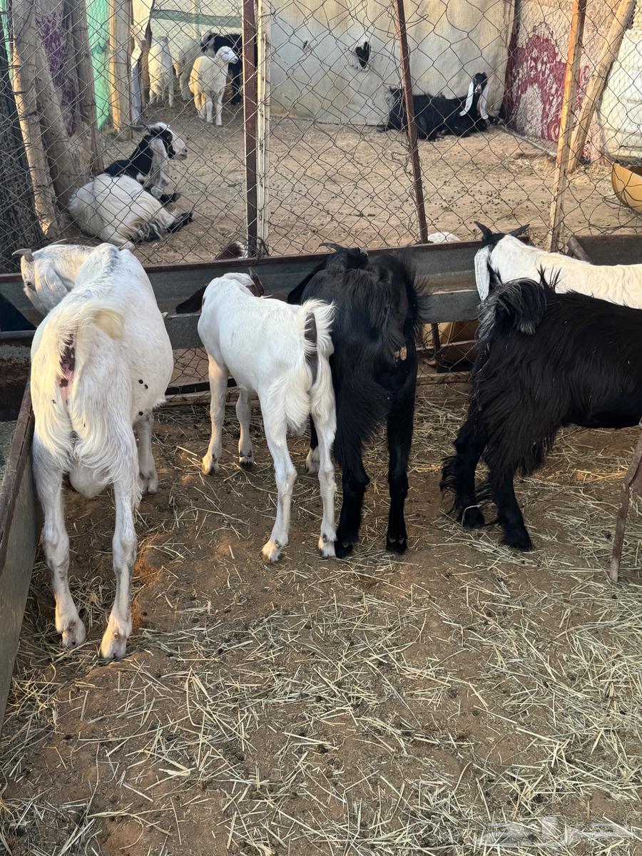 تيوس للبيع عدد 6 تيوس عمارها 5 شهور سمان وطيبه للبيع64387159556993111