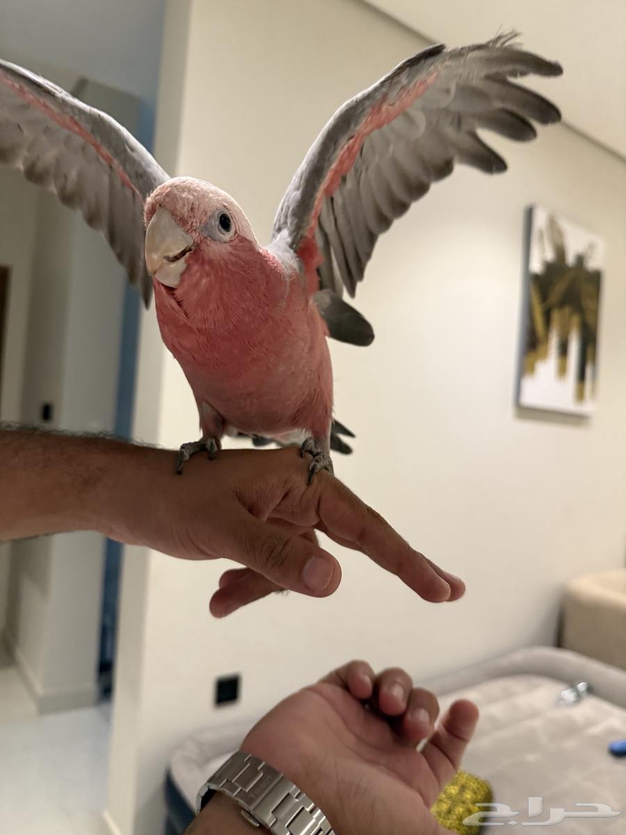 كوكاتو العمر سنه ونصف64380107411074110