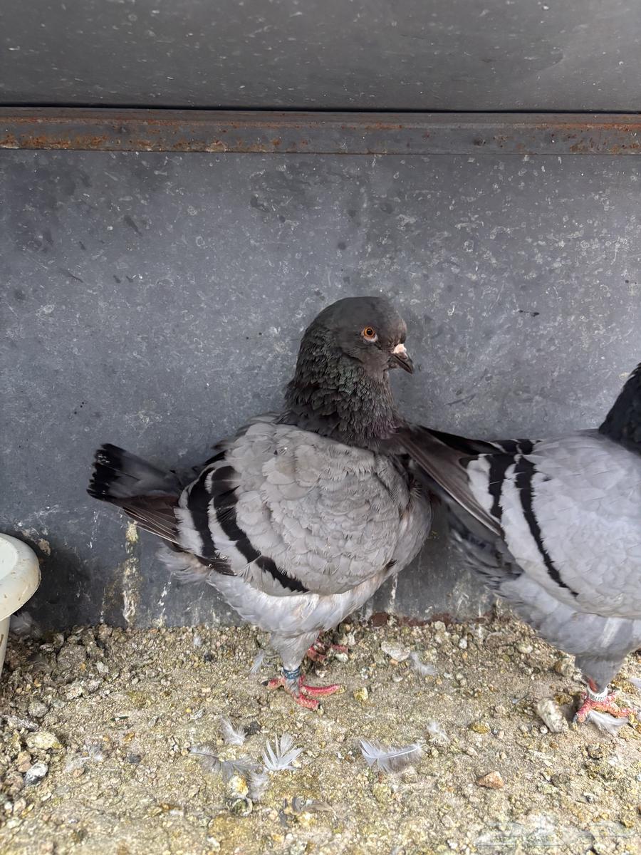 زوجين كنق TOB64377579712643111