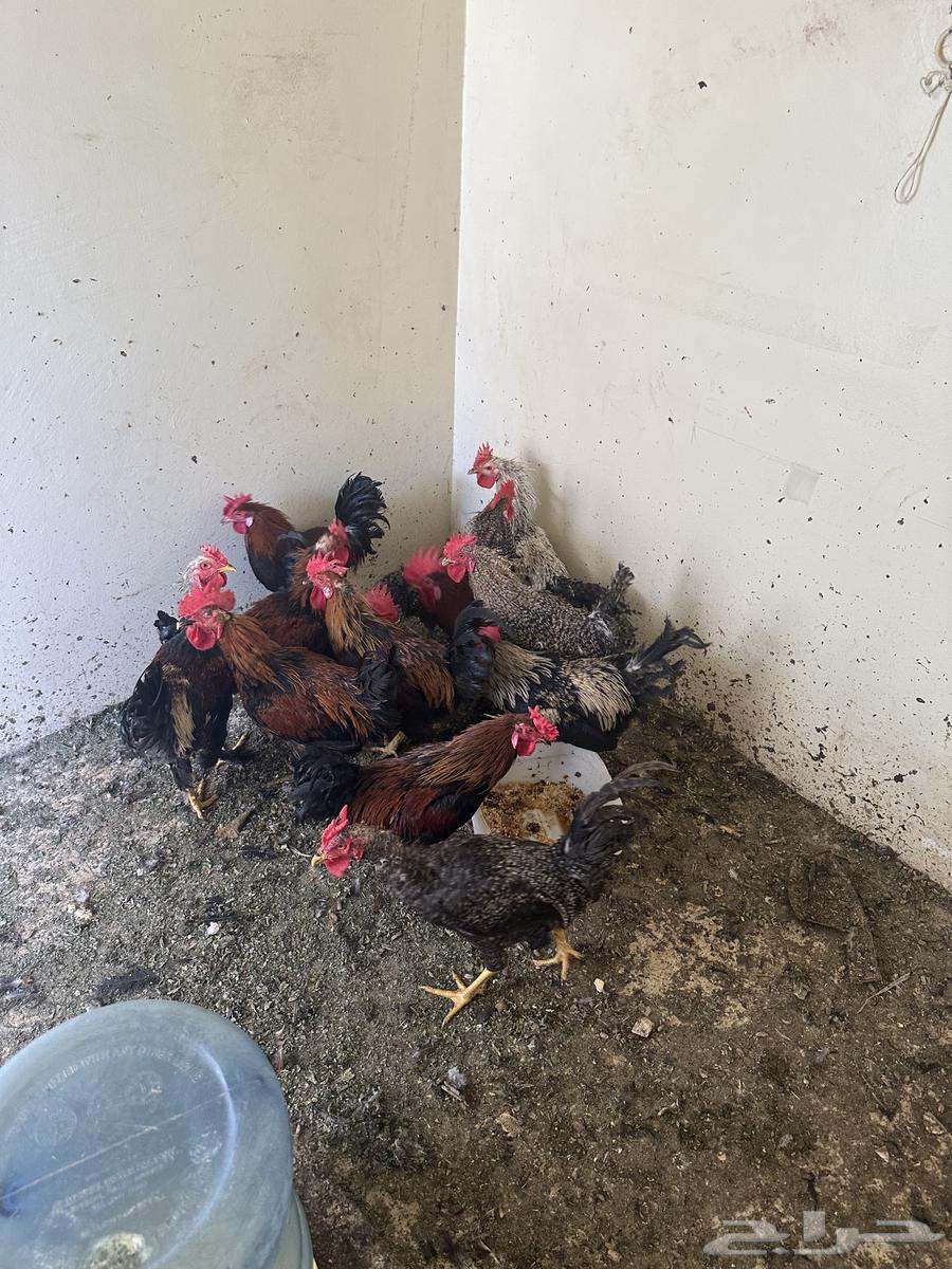 ديكه فرنسيه64386978934657110