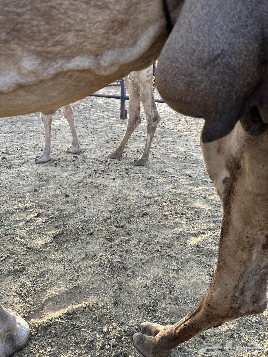 خفوت صفرا تو معزول ولدها64382638004866113