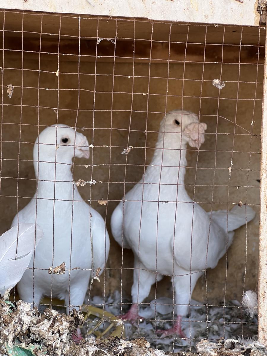 حمام ستانايت وهومر وحب رمان وهجين64382776549761114