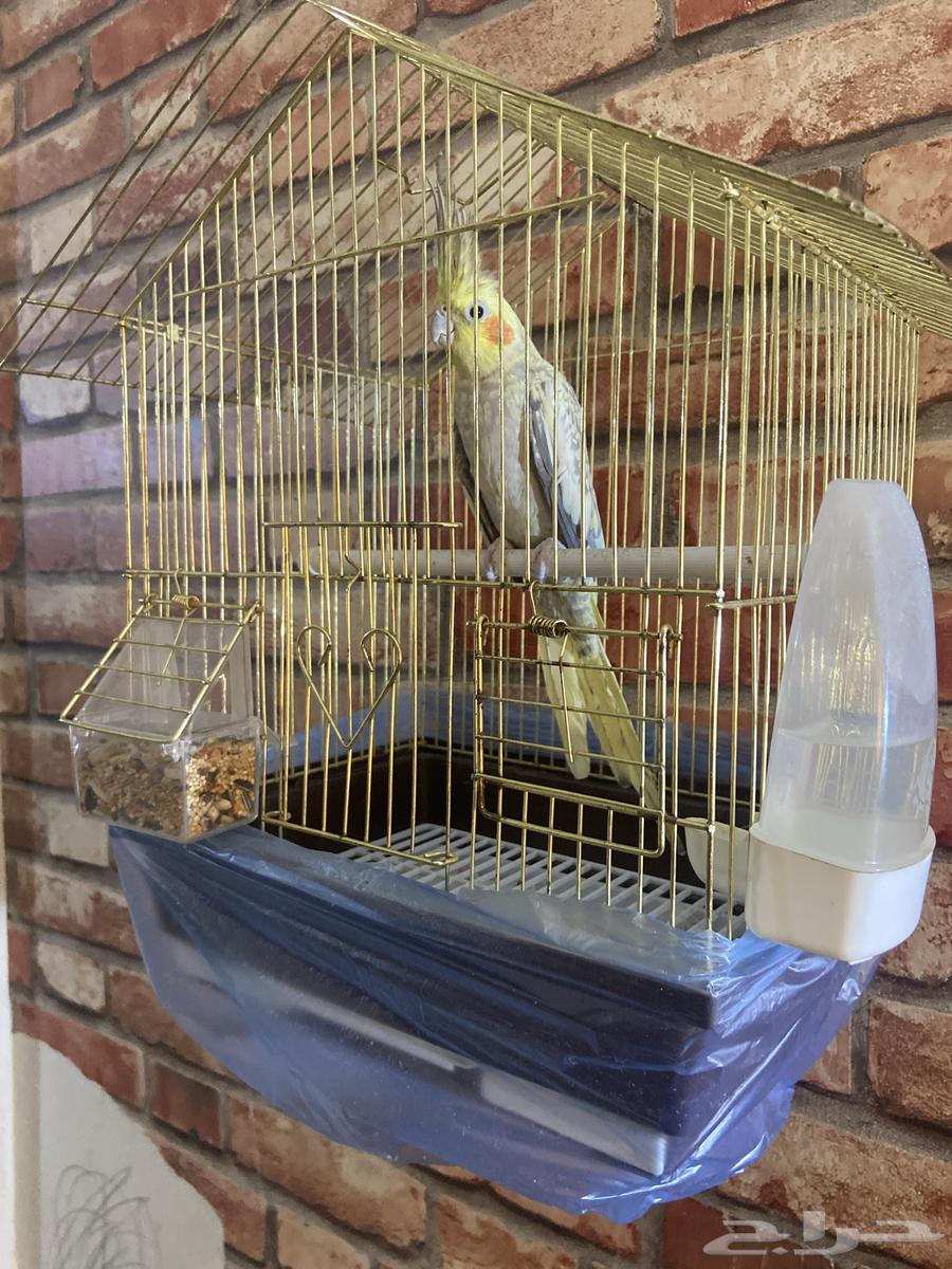 كروان للبيع64384910824322112