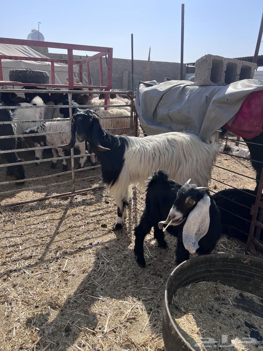 عنز مطفل تم البيع64380806416899112