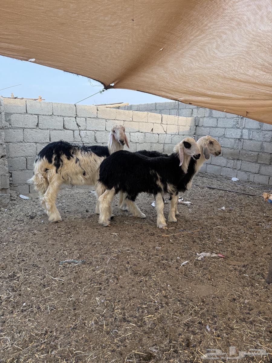 طليان نجد64387048428546111