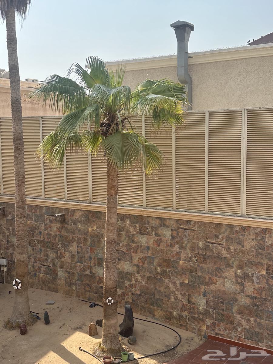 للبيع شجر واشنطني64381948264705112